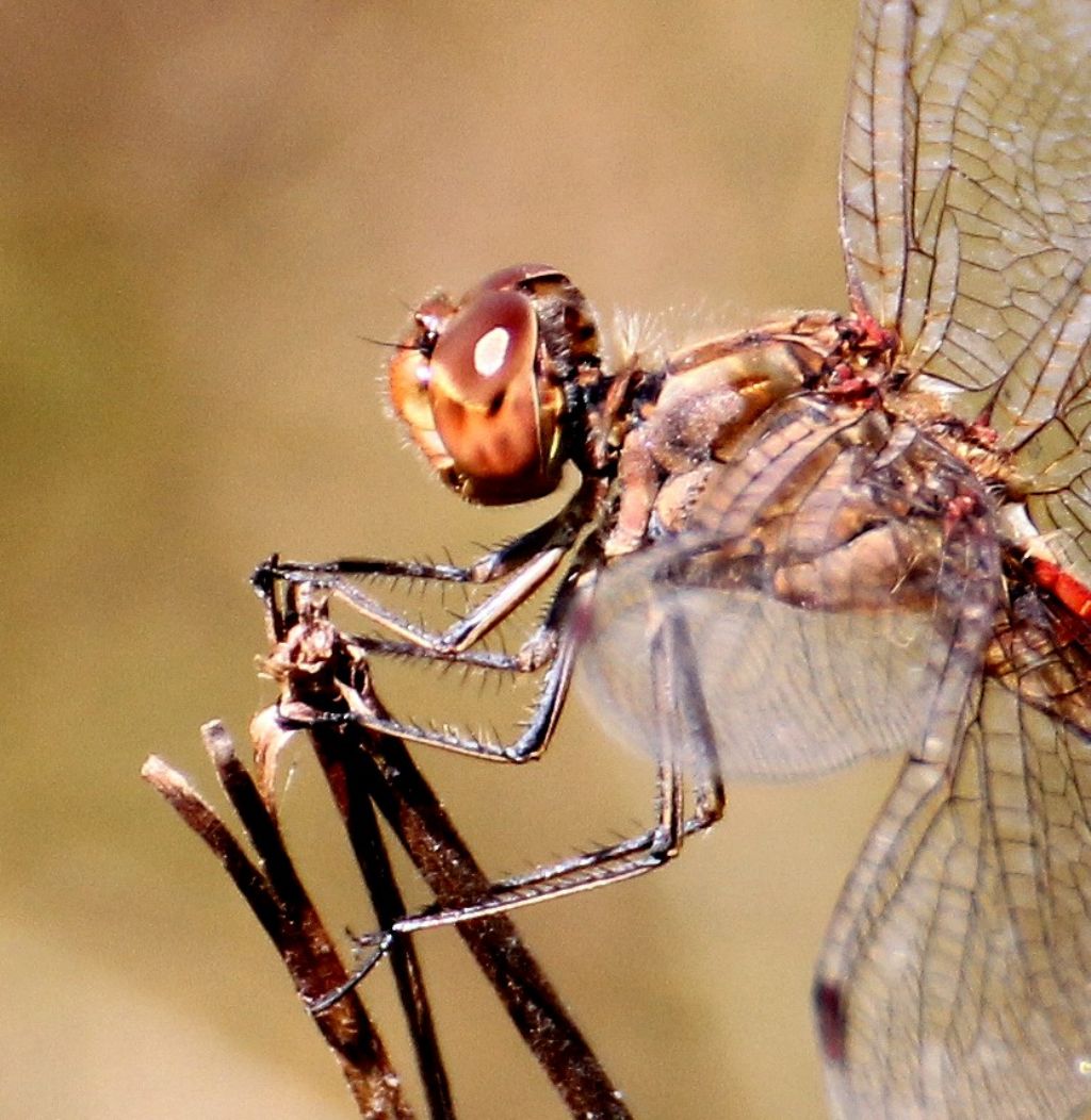 Sympetrum meridionale